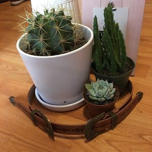 Double buckle tan belt